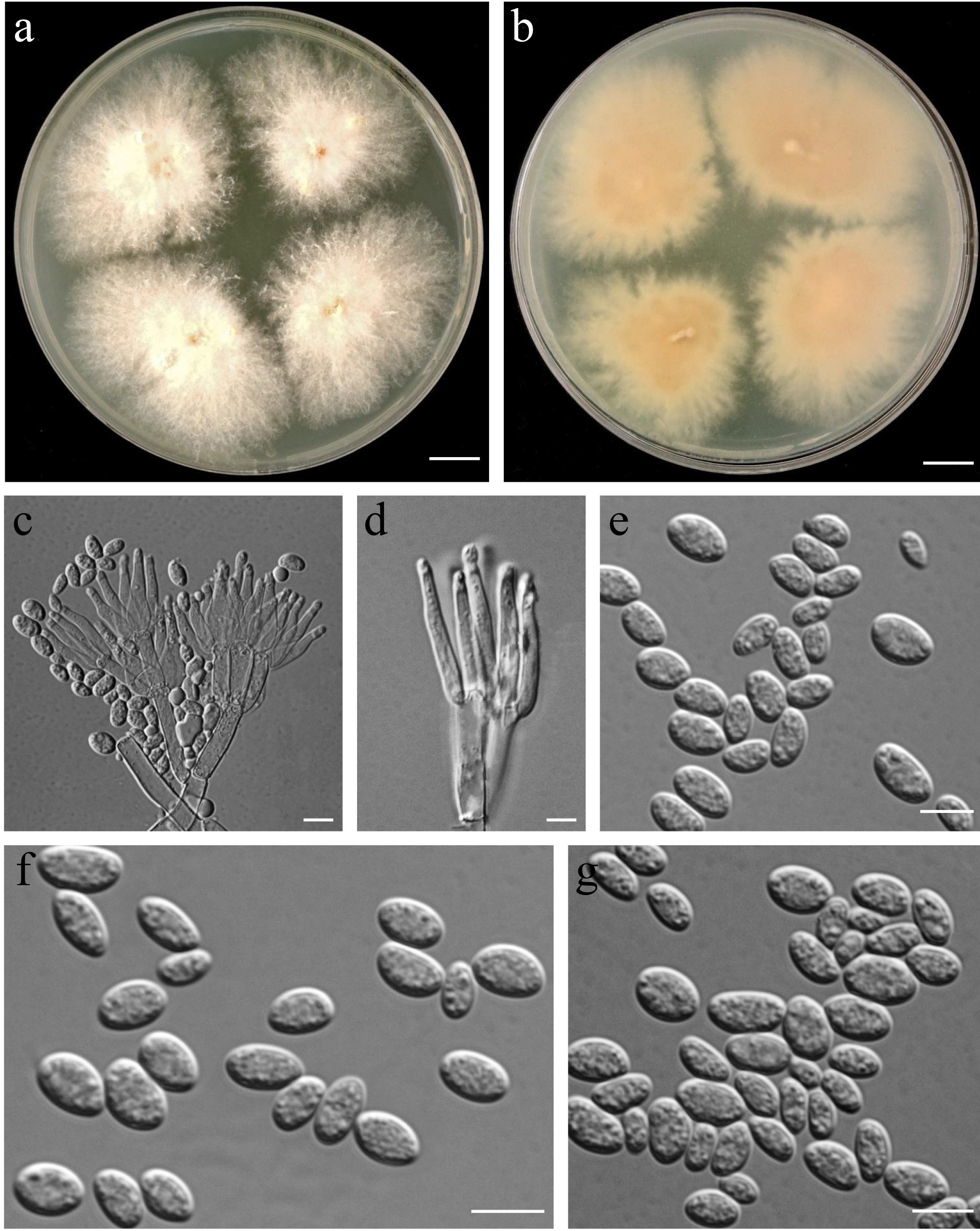 Figure 53
